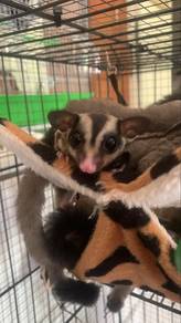 sugar glider
