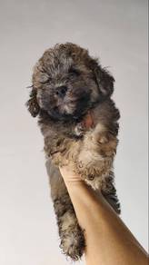 Poodle