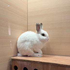 Netherland Dwarf Untuk Dijual !!