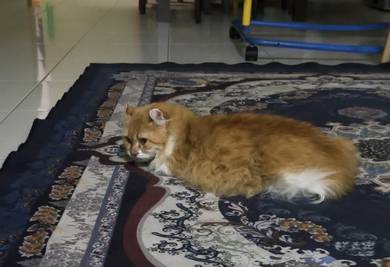 american curl long hair