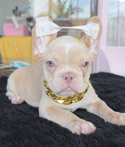 FRENCH BULLDOG PUPPIES FP214🌻 Cute Female