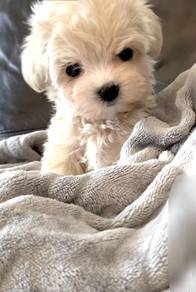 F2575 Heart-stealer Maltipoo Cute Baby Face Teddy
