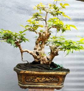 Mini bonsai pot 