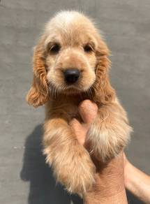 ENGLISH COCKER SPANIEL PUPPIES F391 🌻Female