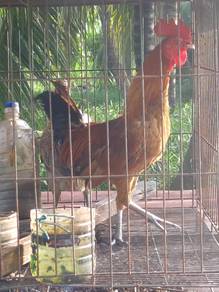 ayam kampung