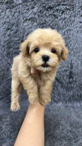马尔泰男
Maltipoo 
Father maltese
Mother red poodle
Ma