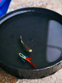 ikan guppy 