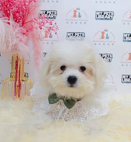 Bichon Frise