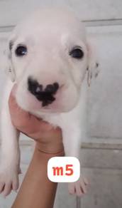 Dalmations