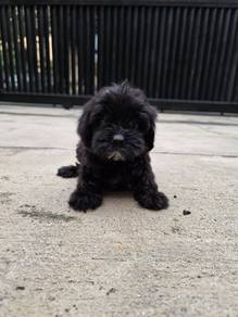 Adorable Maltepoo puppy