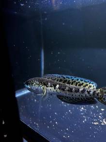 channa aurantimaculata