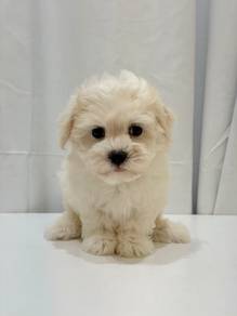 J0245 Maltese Soft Fur Round Face Puppy