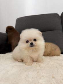 PPP666 Tiny Pomeranian white cream haired