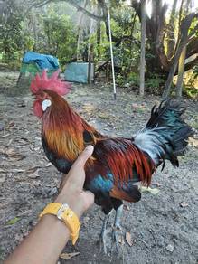 ayam Hutan jantan