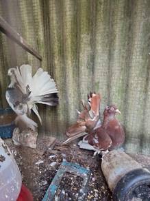 merpati merak jantan koko