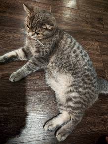 Chubby Clingy BSH male Kitten
