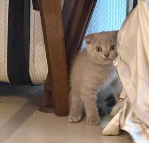 scottish fold lilac female kitten