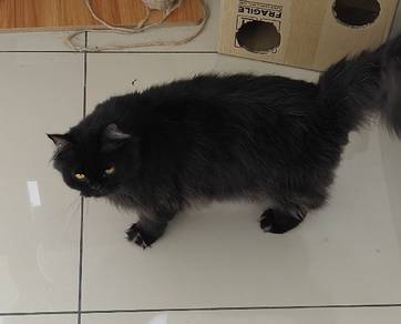 BSH Cat's