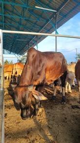 Lembu Qurban