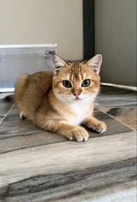 BSH Golden Jantan