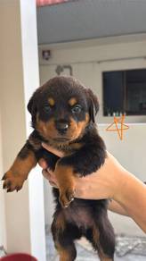 Pure Female Rottweiler Puppies – Healthy & Playful