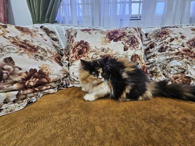 Laluna pure Persian flat face kitten 3 month 