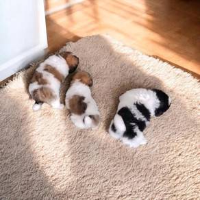 shih tzu 