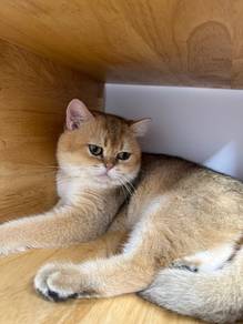 British Short Hair Golden