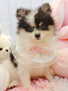 Pomeranian