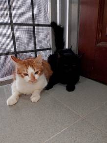 adoption 