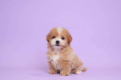 Maltipoo