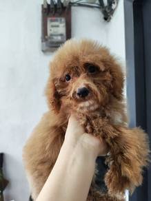 Miniature poodle boy