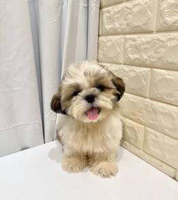 J0328 Shih Tzu Little Teddy Puppy