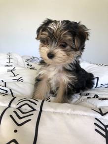 Lively Silkese Maltese Yokie Silkese Puppy