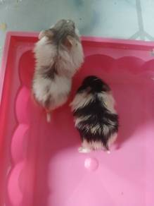 hamster whinter white spasang