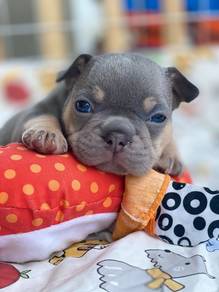 French Bulldog Puppy 01