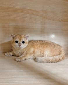 BSH Golden Shaded NY12 British Shorthair NY12 Male