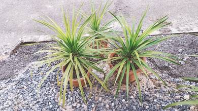 Pokok hiasan draco
