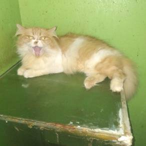 kucing parsi  lelong 