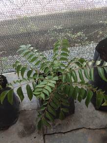 Pokok Kari Daun Kari