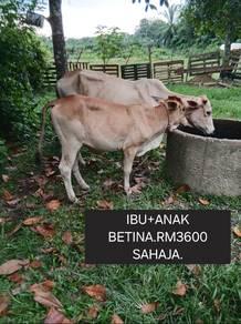 Lembu betina+Anak betina