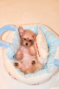 J0758 Silkese cuteness steals hearts puppy