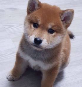 Waggy Curly Tail Fox Face Baby Dog