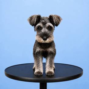 Schnauzer