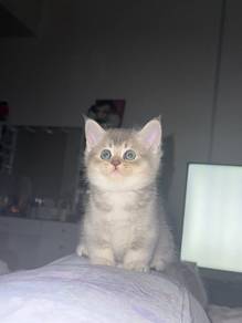 BSH For Rehome