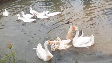 Itik Muscovy & Angsa Untuk Dijual