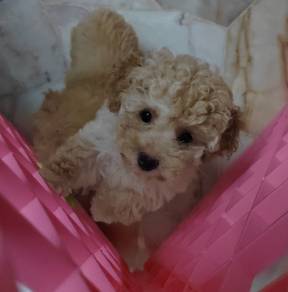 Cute puppy Tiny Poodle 