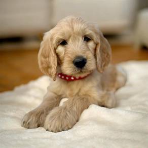 Goldendoodle male puppy