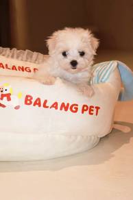 J0928 Maltese Lovely Cuddly Baby Puppy