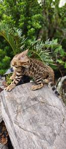 bengal betina